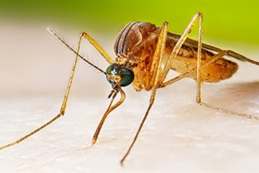 Fort Worth confirms 13th positive West Nile virus test in 2023