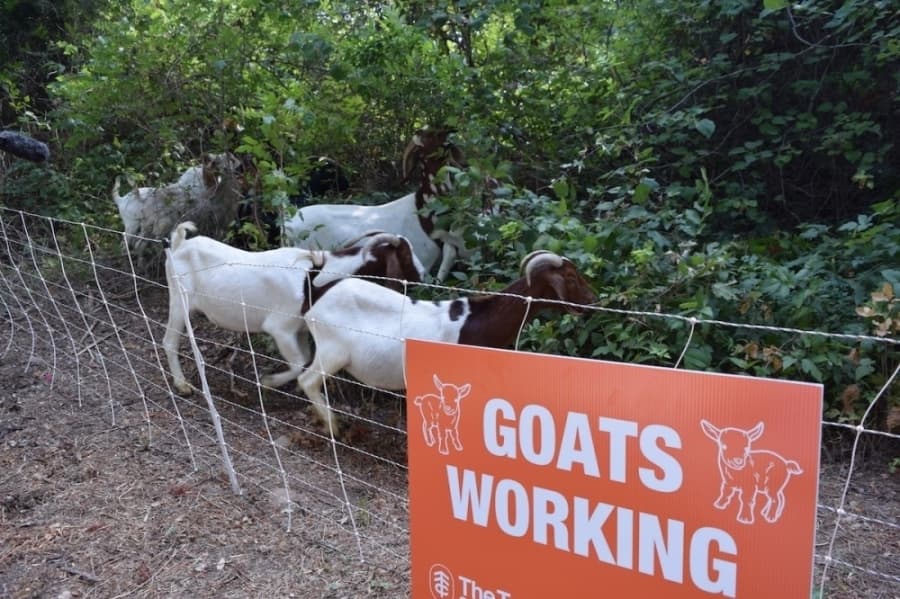 Navigating allergies, Rainey upgrades, goats gardening: 5 stories impacting the Austin metro
