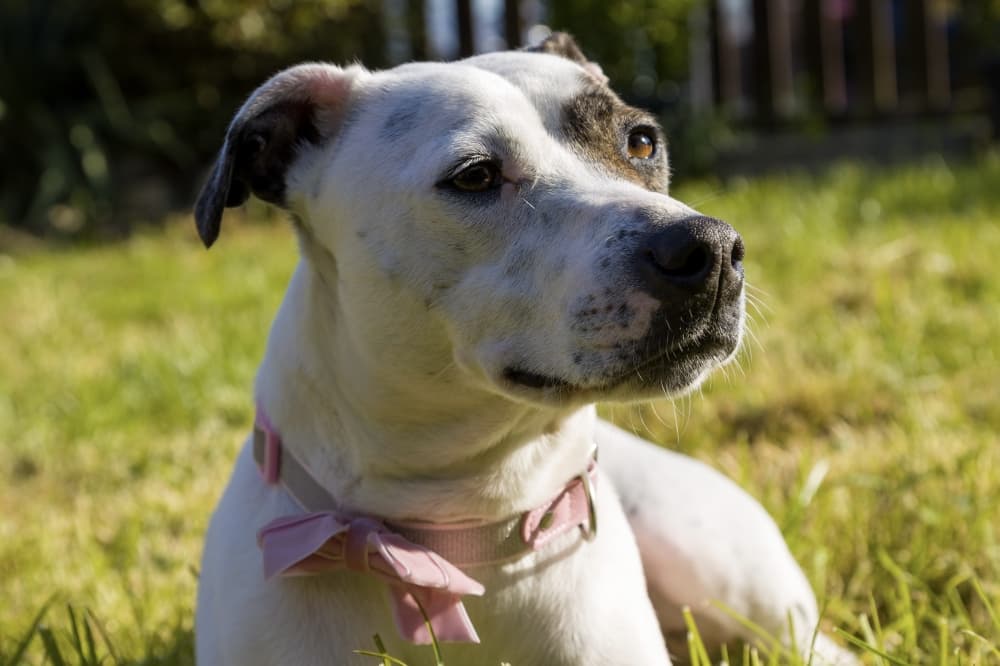 Sugar Land Animal Shelter seeks partnerships to combat capacity problem