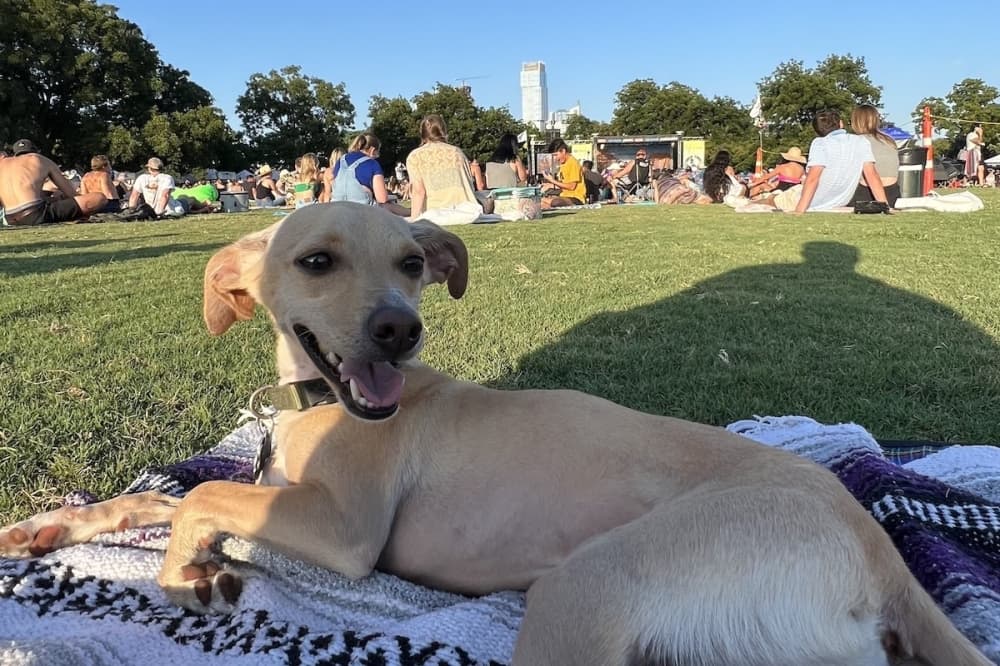 Tips to safely enjoy the 32nd annual Blues on the Green at Zilker Park