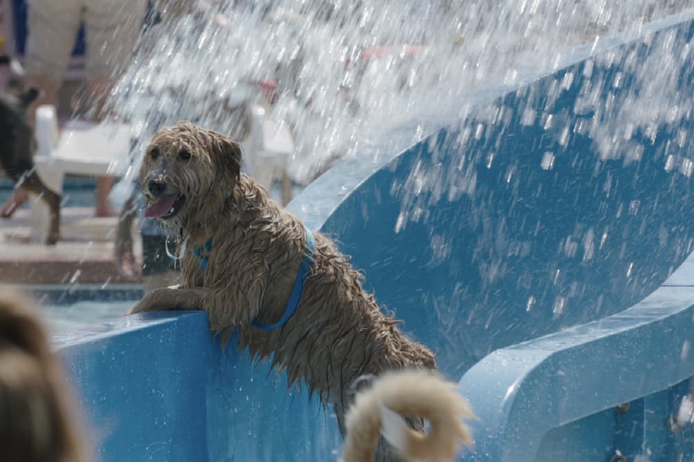 Flower Mound announces 'Doggy Dive' details