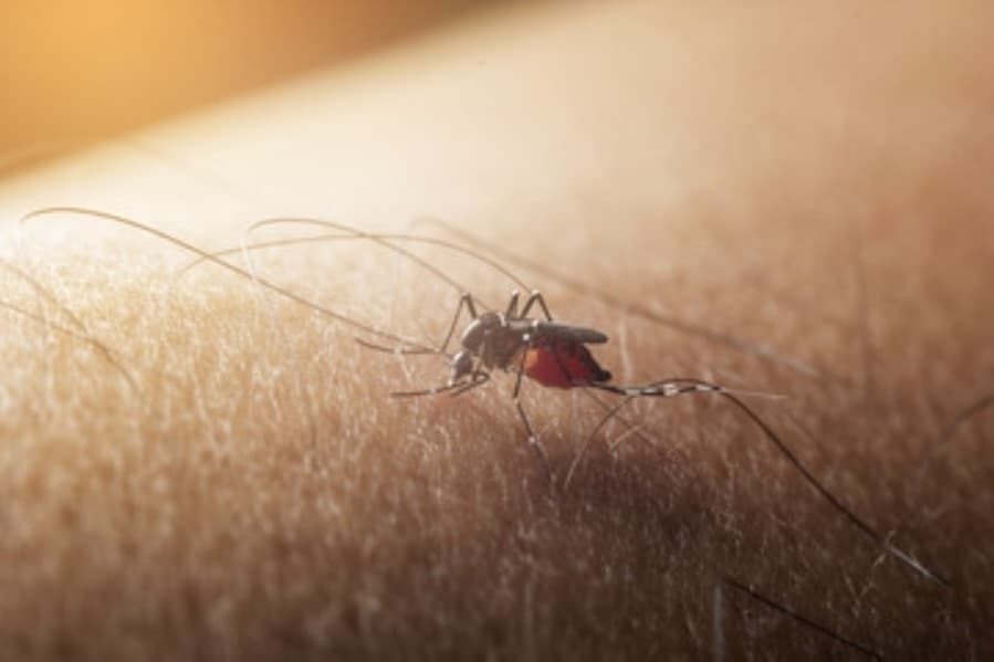 Dallas County reports 19 human West Nile virus cases this year