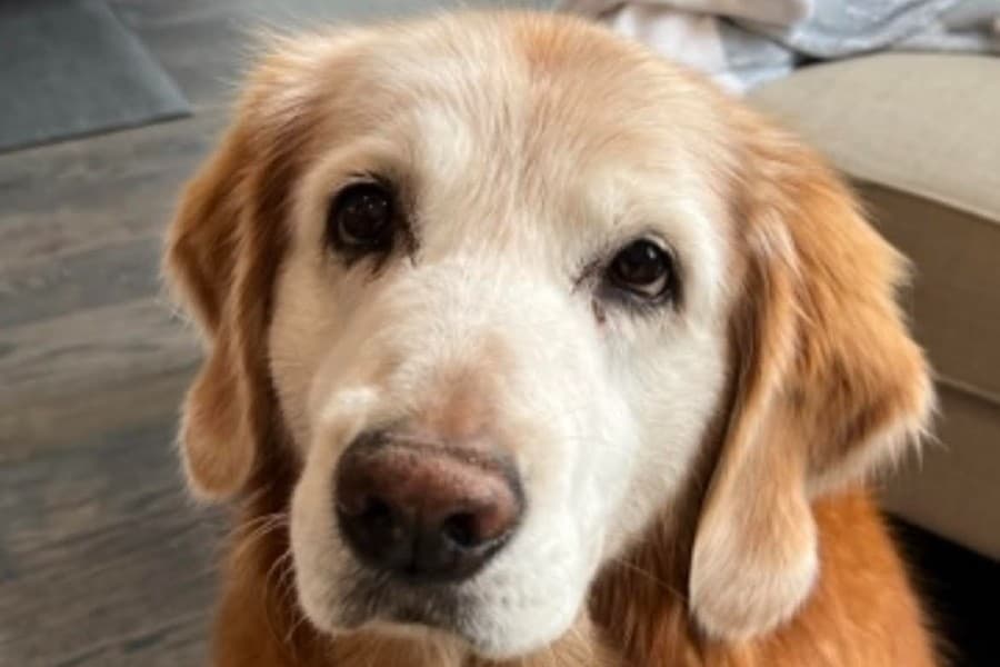 Keller partners with PawBoost to help reunite lost pets with owners