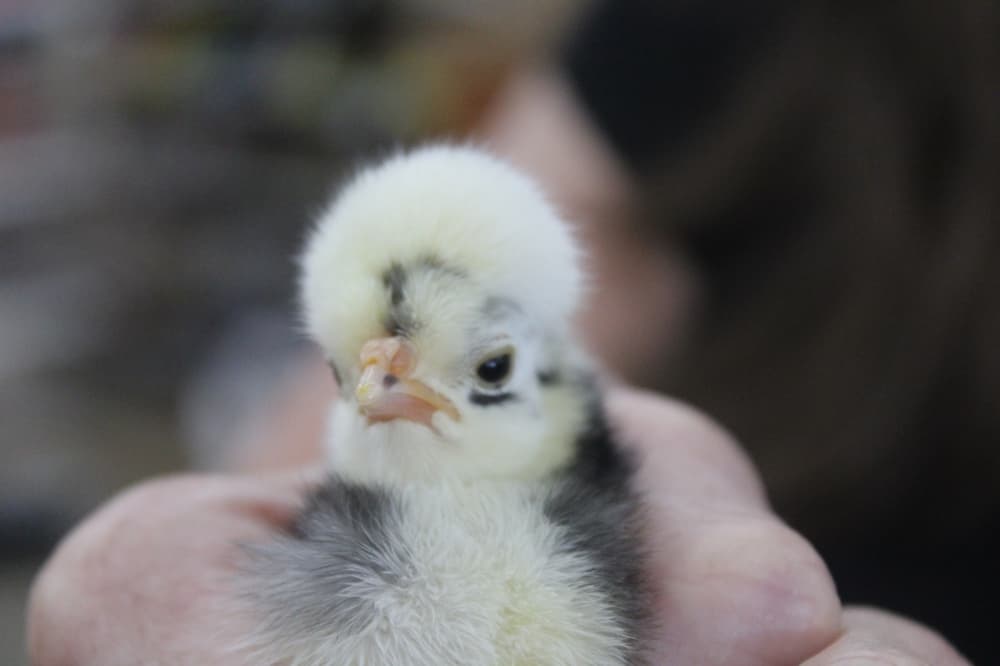 Baby chicken