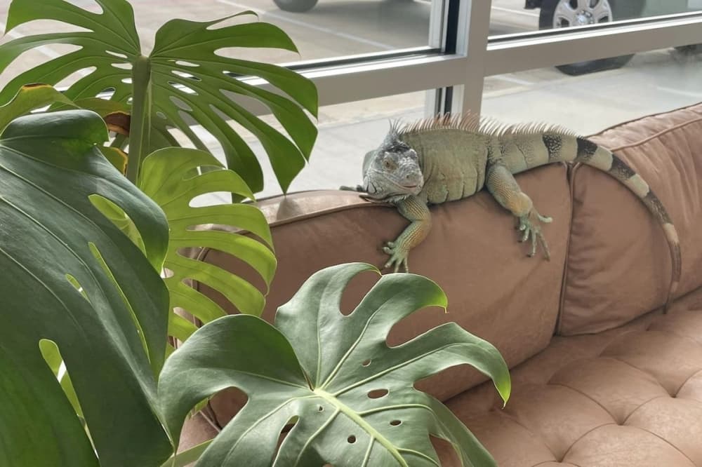 Agave Veterinary Care opens in Leander, offering services to exotic animals