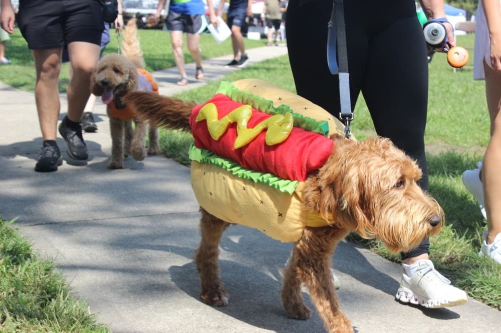 Attend a pickle festival; taste the town: 7 things to do in the Lake Houston area in September