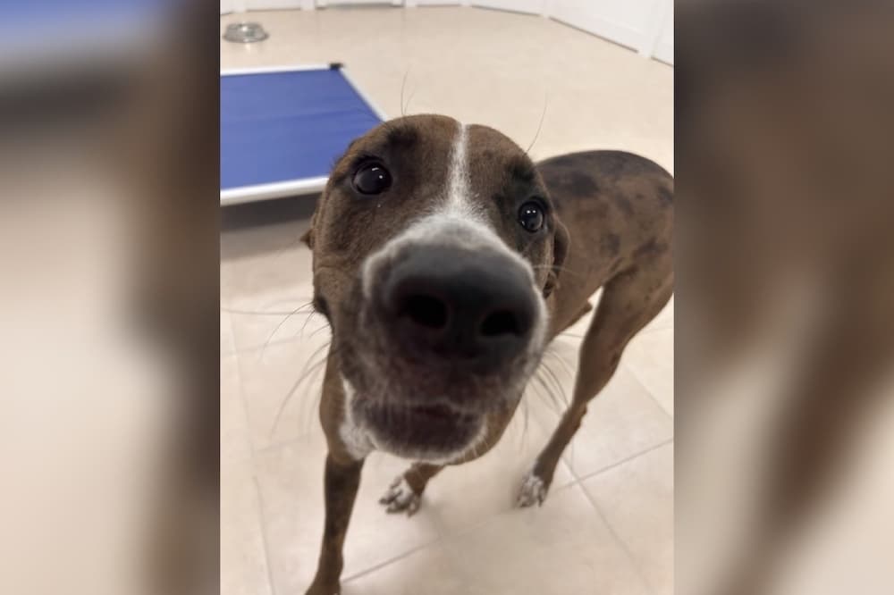 Hounds Town now offering boarding services for dogs, cats in Leander