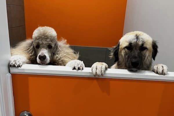 PetBar to provide upscale grooming for Northwest Austin pets