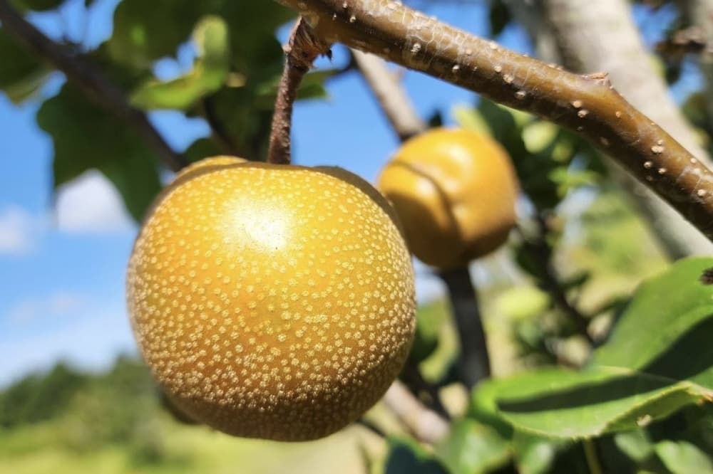 Harvest Season Farm now offering a "pick your own" experience