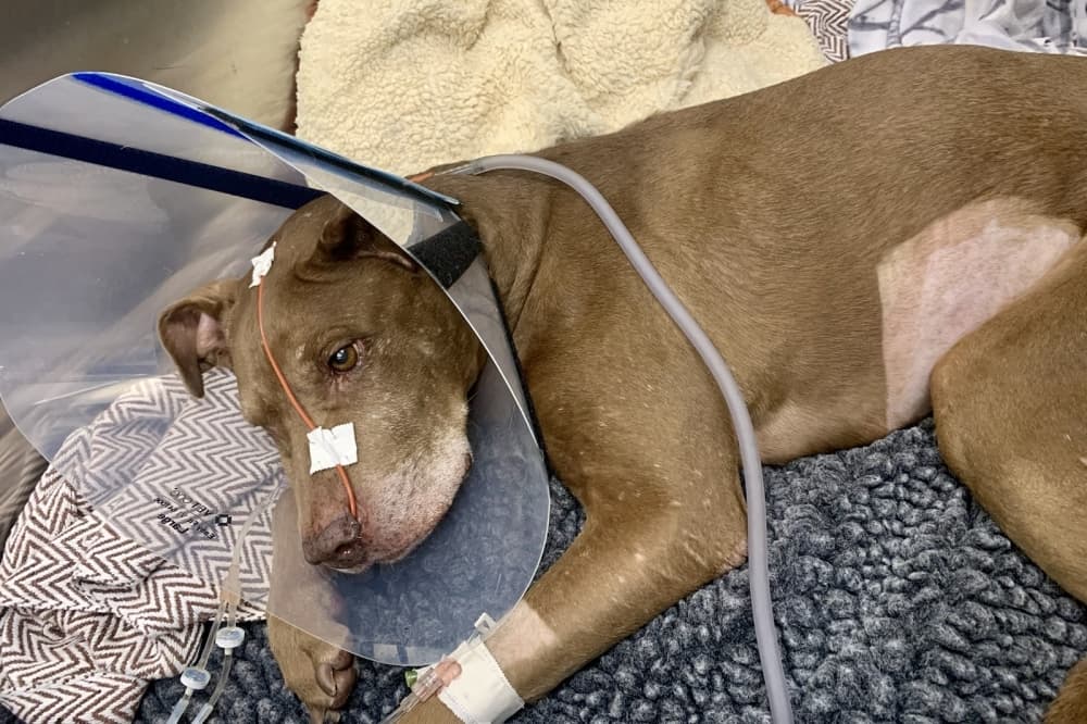 Sugar Land Animal Shelter halts animal services, faces temporary closure