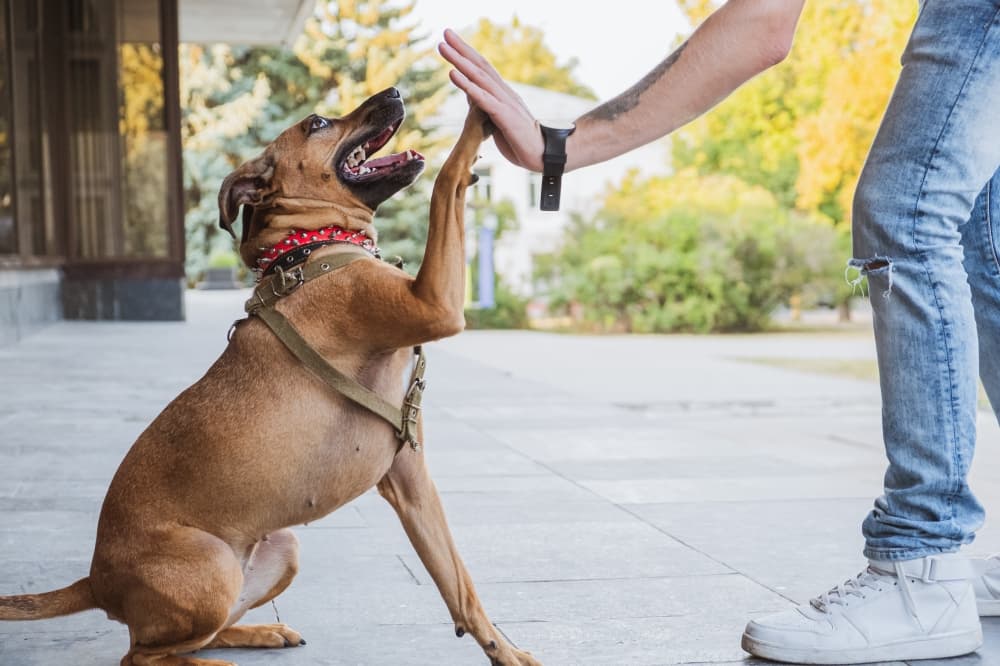 Hutto’s paradise for four-legged friends: Starmark Animal Behavior Center puts pets first