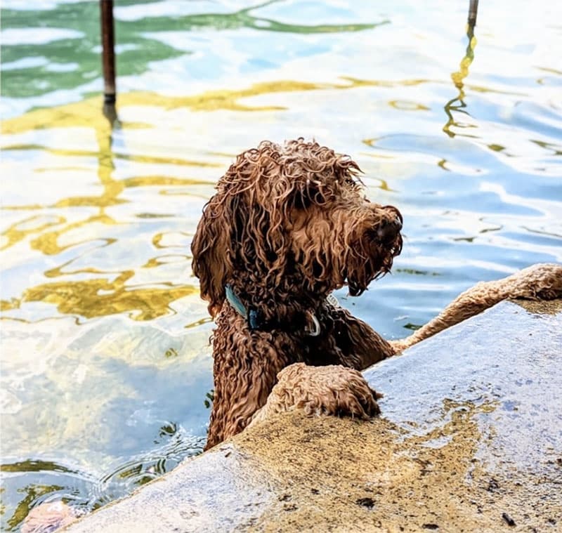 a long-haired dog at the side of a spring fed pool.