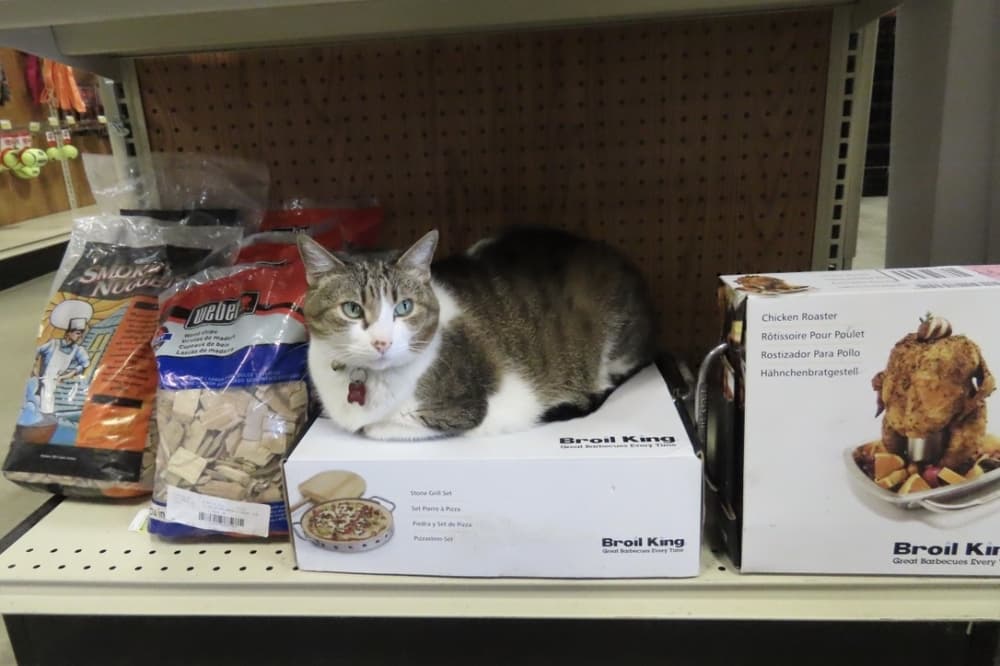 Checkers the cat sits on a shelf at Argyle Feed and Hardware.