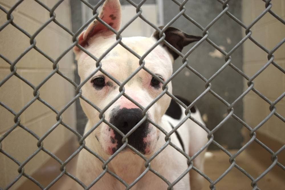 Dallas Animal Service hosting adoption drive as shelter maxes capacity for big dogs