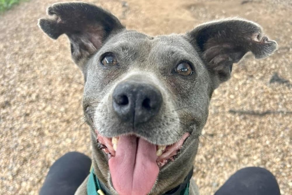 Corridor Rescue dog