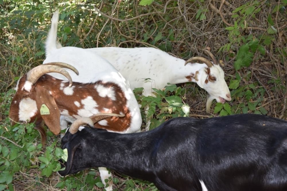 No kidding: Locals can adopt a poison-ivy-eradicating goat to help Austin trail