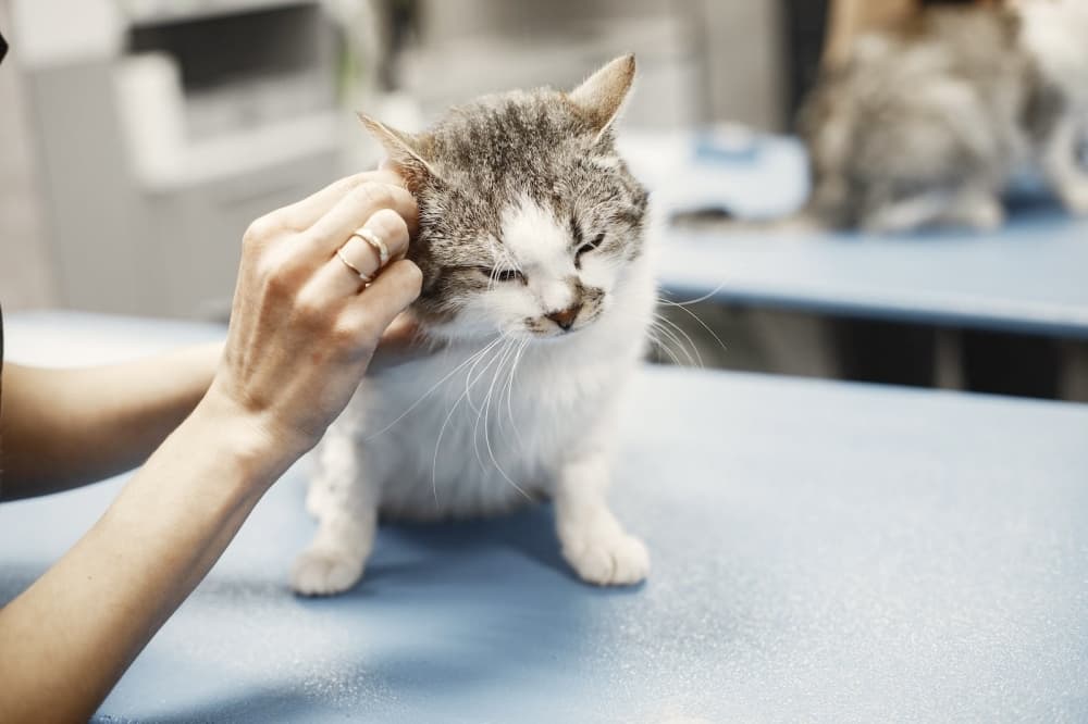 Monarch Veterinary Hospital offers dental care, microchipping in Celina