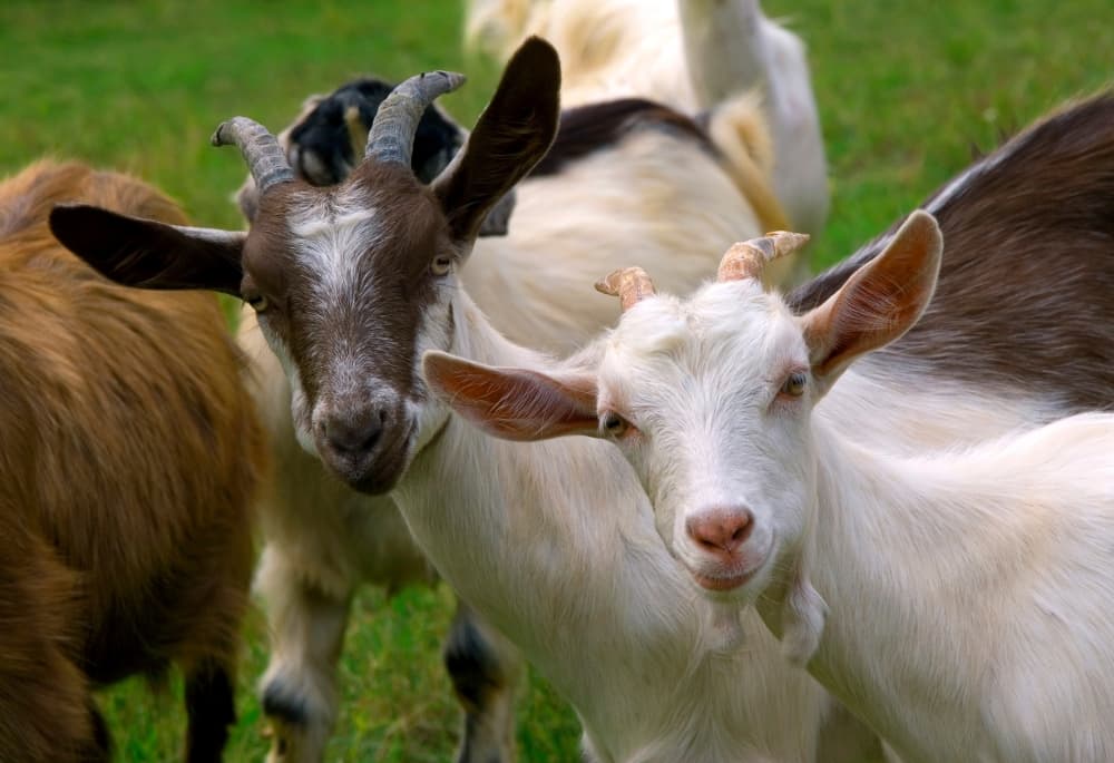 Adopt a goat, MD Anderson's Austin debut, Brushy Creek progress: 5 must-read stories impacting Austin