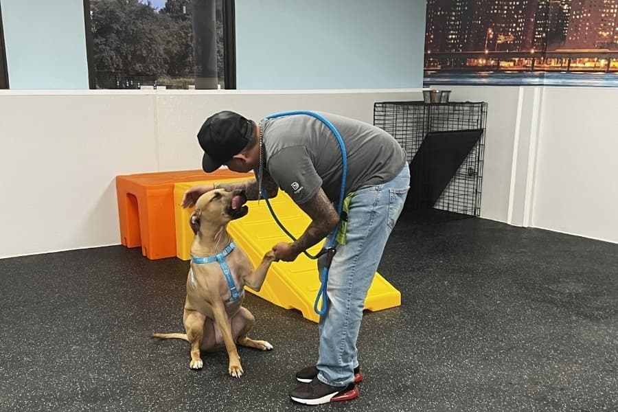 Dogtopia, a dog day care and boarding franchise, is celebrating a new San Antonio location near Brackenridge Park with an Aug. 19 grand opening event. (Courtesy Dogtopia)
