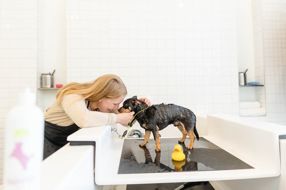 Bubbly Paws now offering self-, full-service dog washing in Kingwood