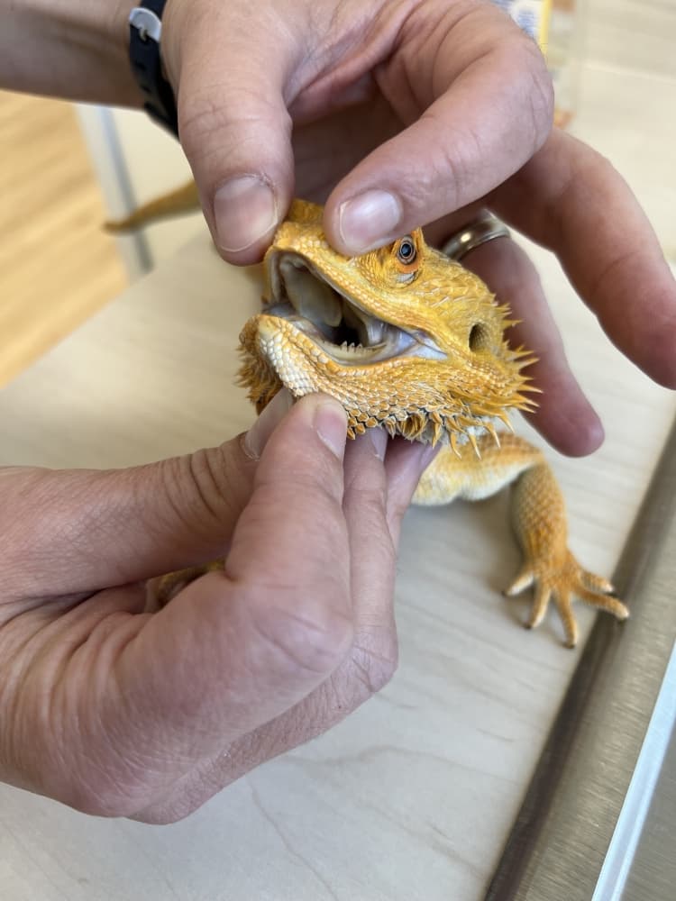 A number of different animal species have been treated at Agave Veterinary Care. (Zacharia Washington/Community Impact)