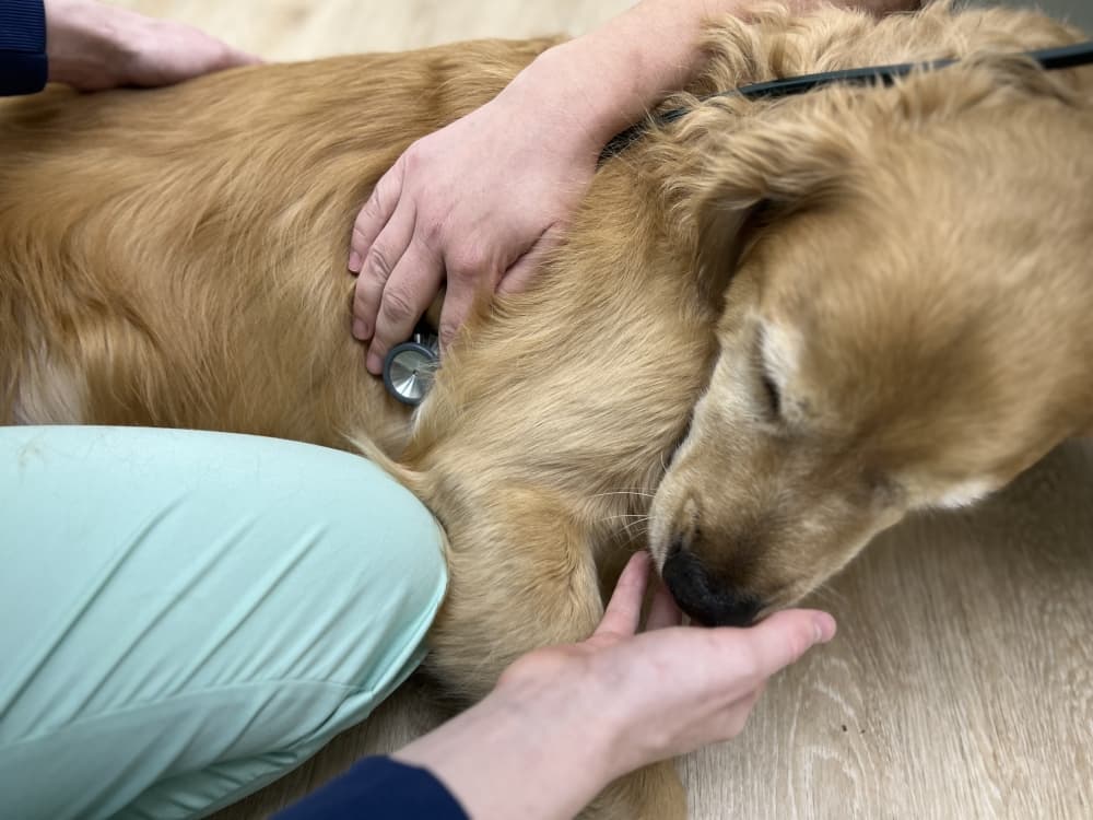 Animals can receive wellness exams, bloodwork, vaccines, X-rays and dental extractions. (Zacharia Washington/Community Impact)