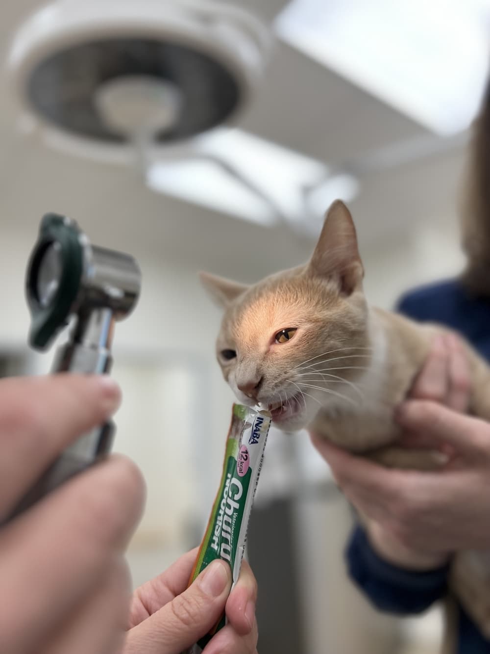 At Agave Veterinary Care, Dr. Sarah Miller and her staff assure that animals are as comfortable as possible during treatment. (Zacharia Washington/Community Impact)