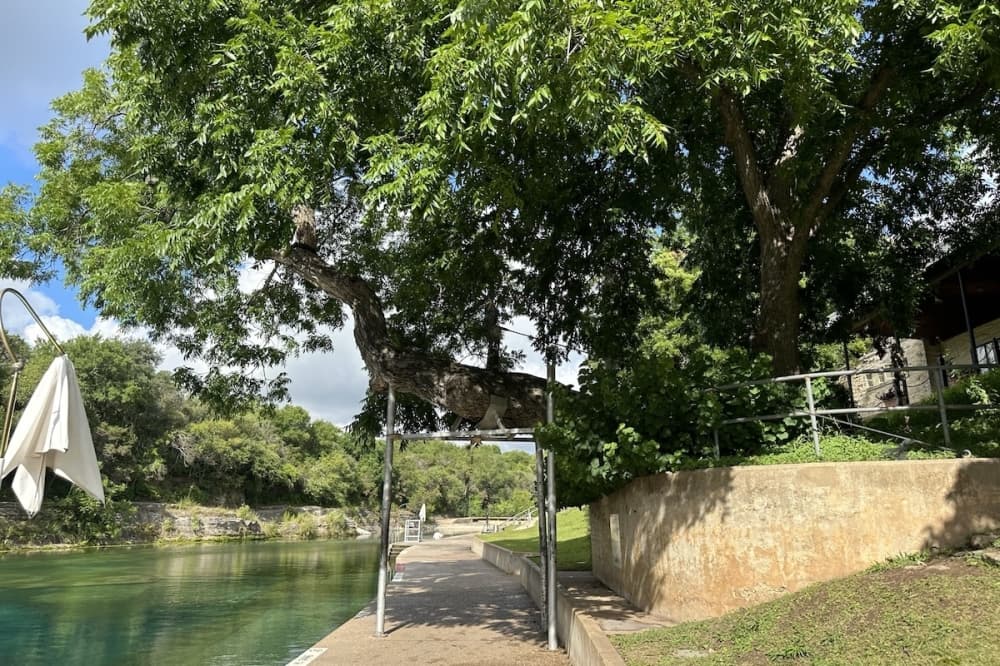 100-year-old tree at Barton Springs Pool infected with fungal disease