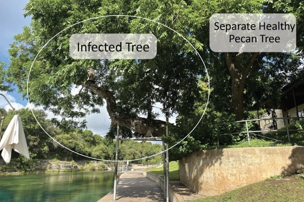Removal of sick 100-year-old tree at Barton Springs delayed