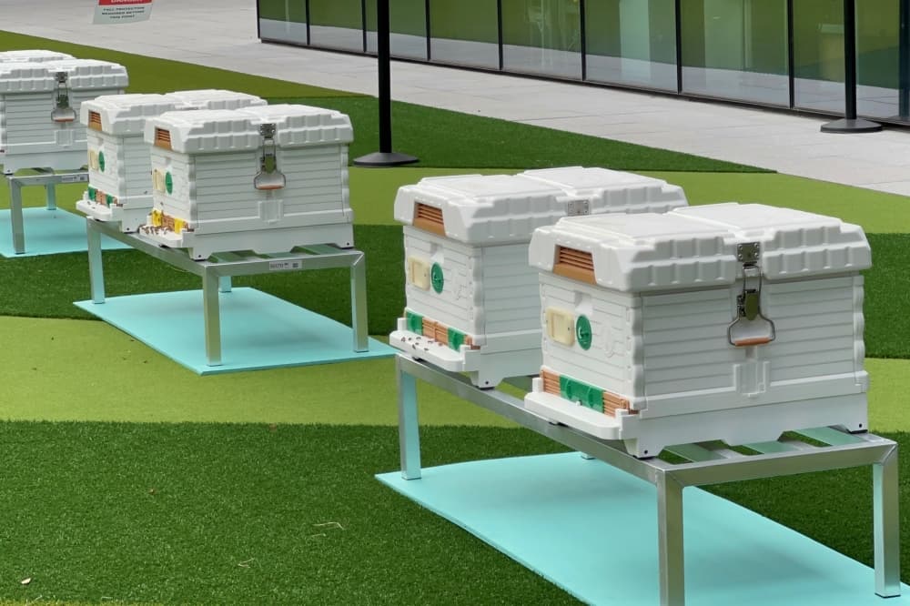 The photo shows Hewlett Packard Enterprise's bee hives in Spring.