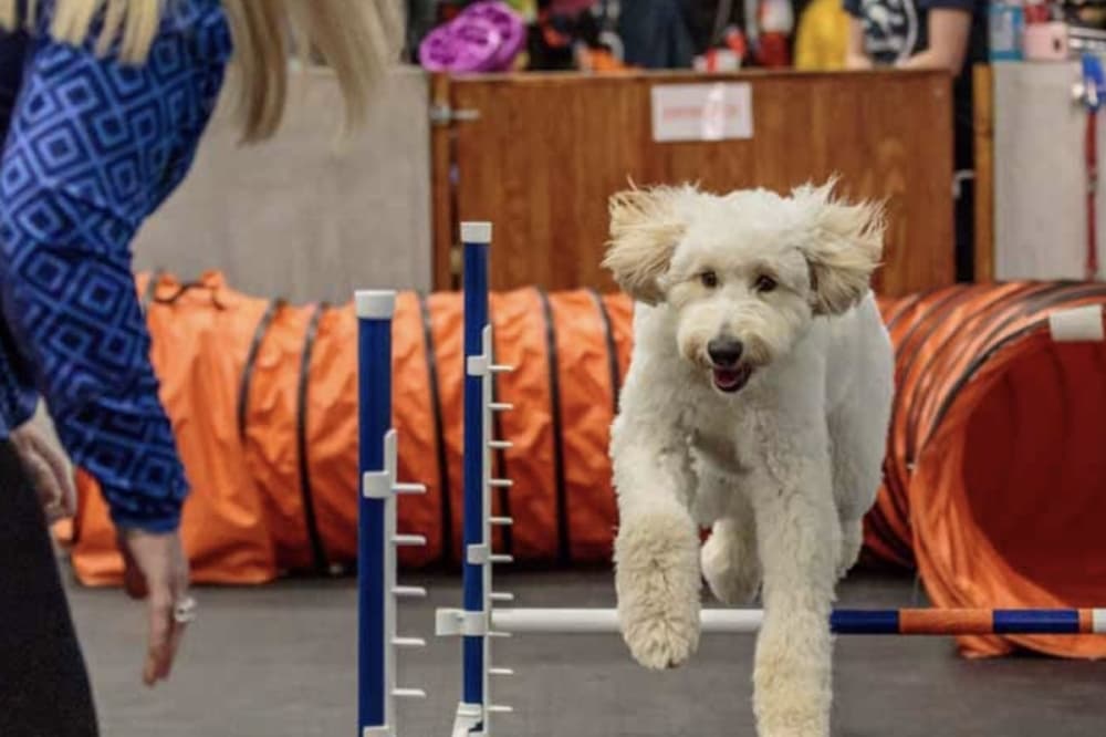 San Antonio’s Zoom Room ready for dog owners
