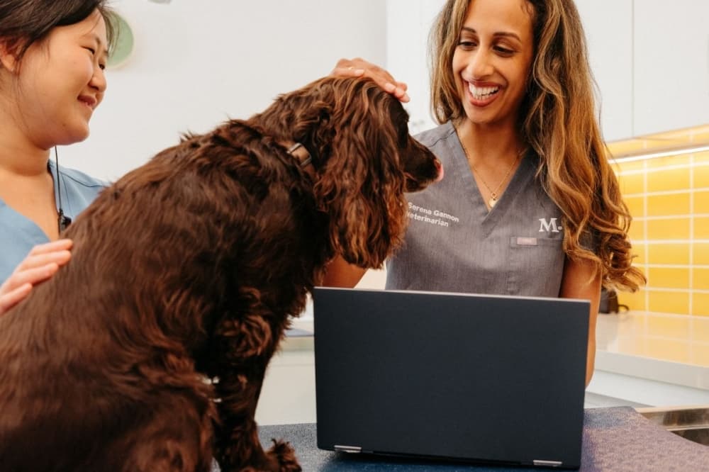 Modern Animal veterinary clinic expands with Rice Village, Heights practice
