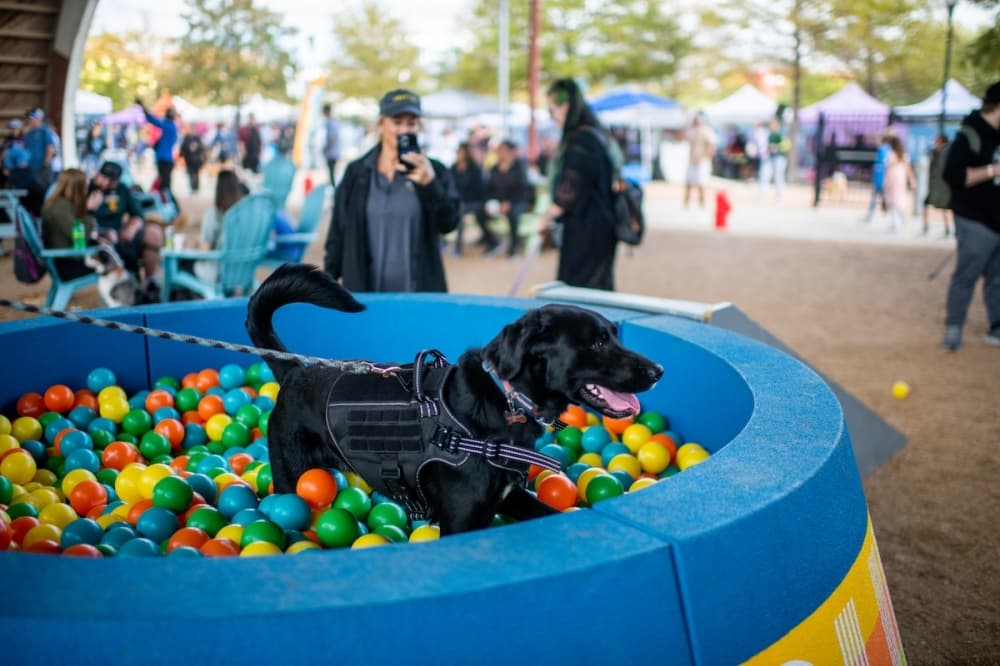 A black dog plays outside in a ball pit.
