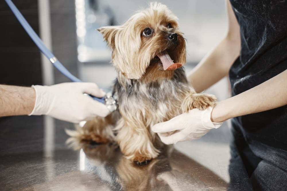 Windsong Veterinary Hospital to offer urgent pet care in Prosper