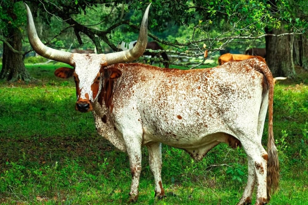 Butler Longhorn Museum relocates to Galveston island site