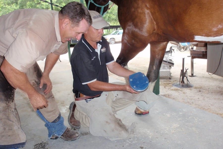 Equine Sports Medicine & Surgery now available in Cypress