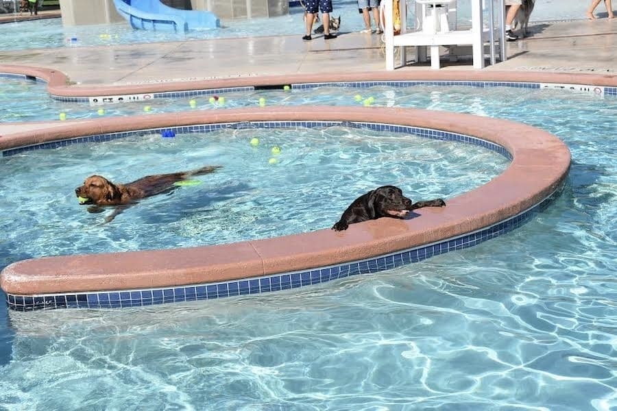 Picture of some dogs enjoying time in a public pool