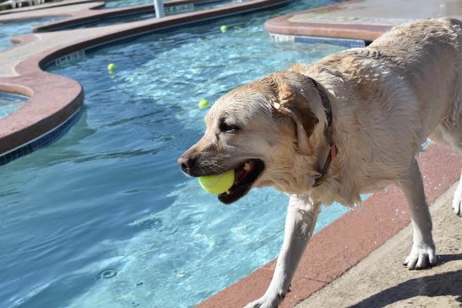 Flower Mound staff readies for annual Doggie Dive