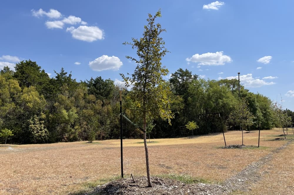 Dallas homeowners can register to receive free tree from city
