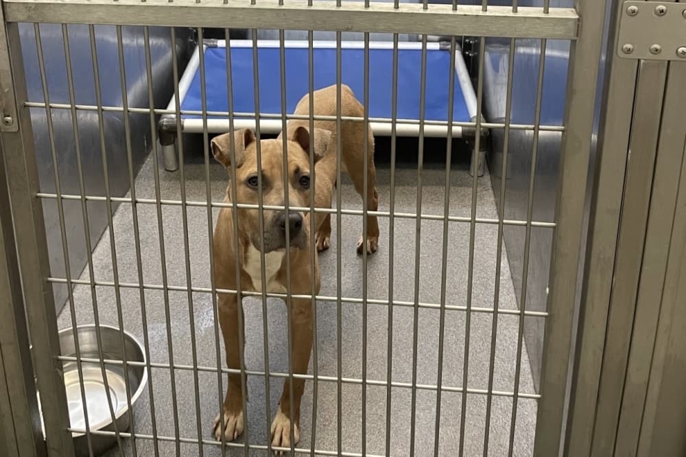 A medium-sized brown dog in a kennel