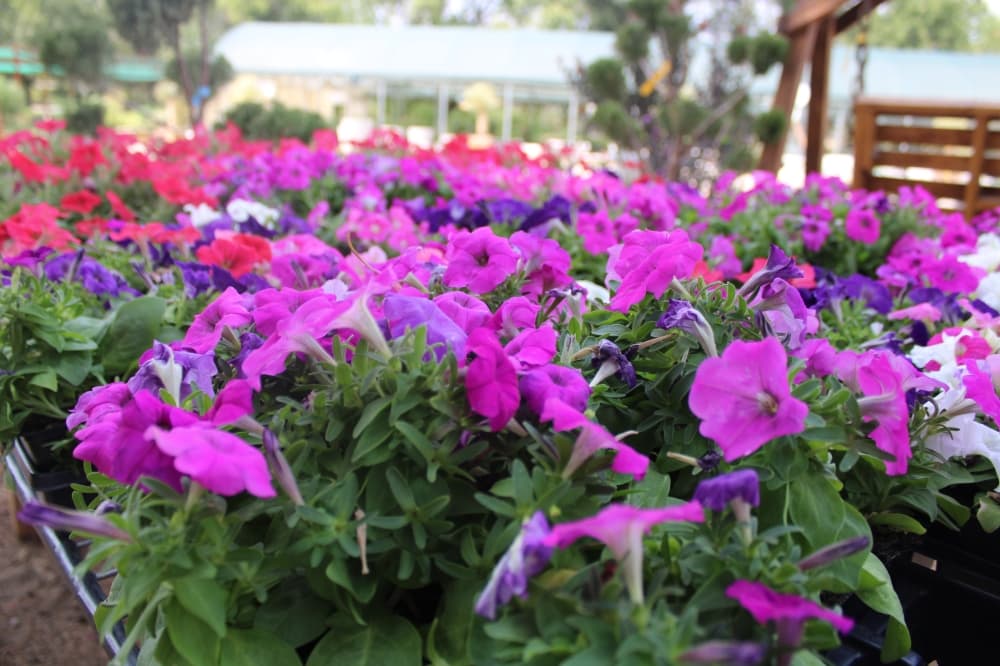 Flowers displayed for sale.