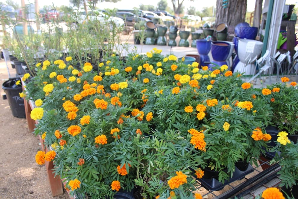 Marigolds on display. 