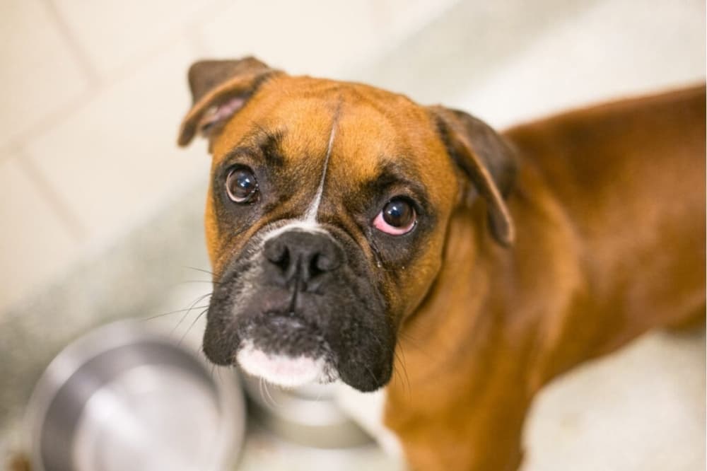 Houston SPCA expands services to pets with new wellness clinic