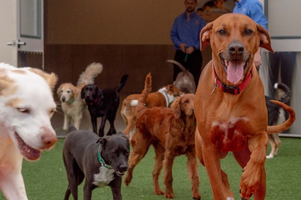 K9 Resorts Luxury Pet Hotel pampers pups in Katy