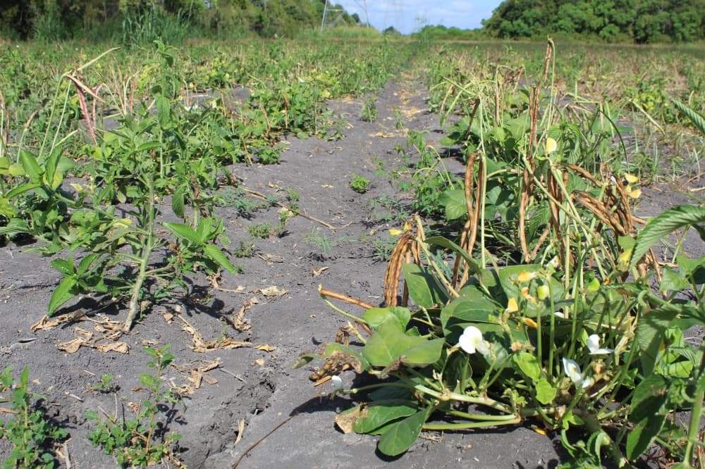 While portions of Froberg's Farm rely solely on rainwater, other sections have irrigation, but Froberg said the heat has not spared those crops, either, which include cucumbers, muscadine grapes, blackberries and Christmas trees. (Rachel Leland/Community Impact)