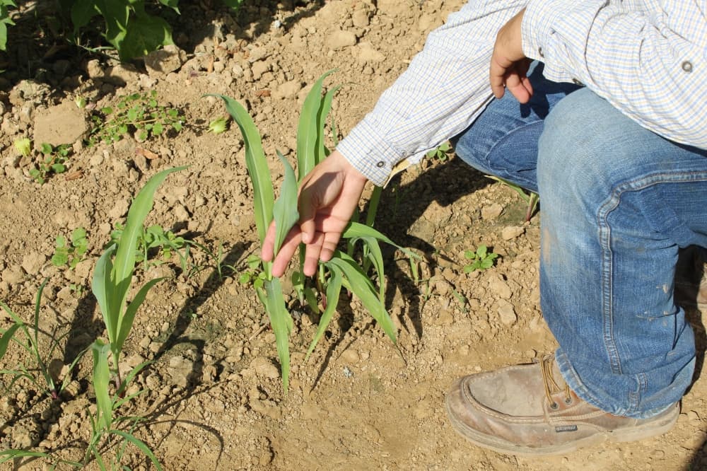 Froberg said that corn fares better than other crops when there is less rainfall because it has natural defense mechanisms that allow it to store water in its leaves. (Courtesy Rachel Leland/Community Impact)