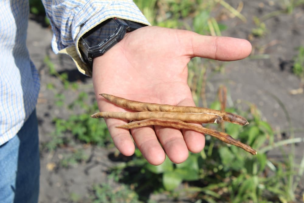 Froberg estimated that he'd lost over $10,000 in revenue from purple hull peas in one field due to drought conditions. (Courtesy Rachel Leland/Community Impact)
