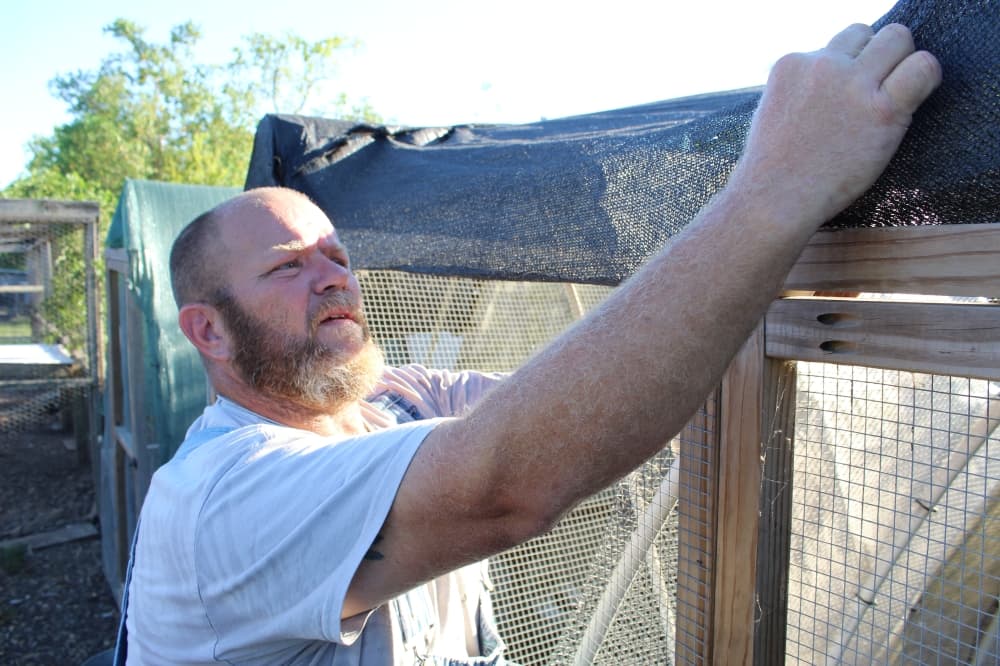 Bill Groves, owner of The Groves Family Farm, said he's lost chickens, a turkey and a pig due to the severe heat. (Rachel Leland/Community Impact)