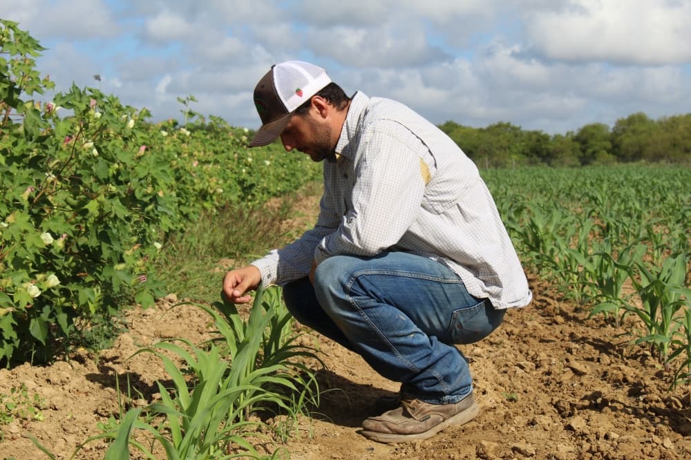 Drought challenges Brazoria County farmers