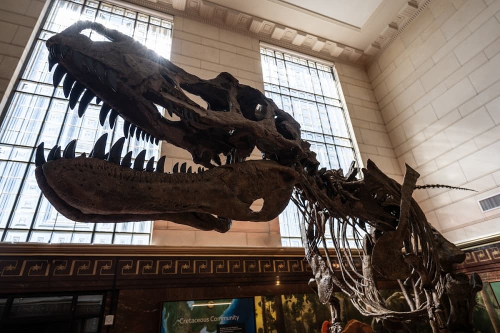Texas Science & Natural History Museum reopening with new exhibits, renovations